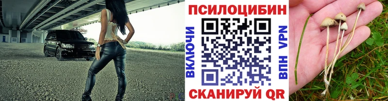 Купить закладки  Ардатов  Галлюциногенные грибы Cubensis 